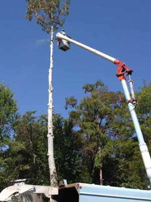 about-us-tree-trimmers-2